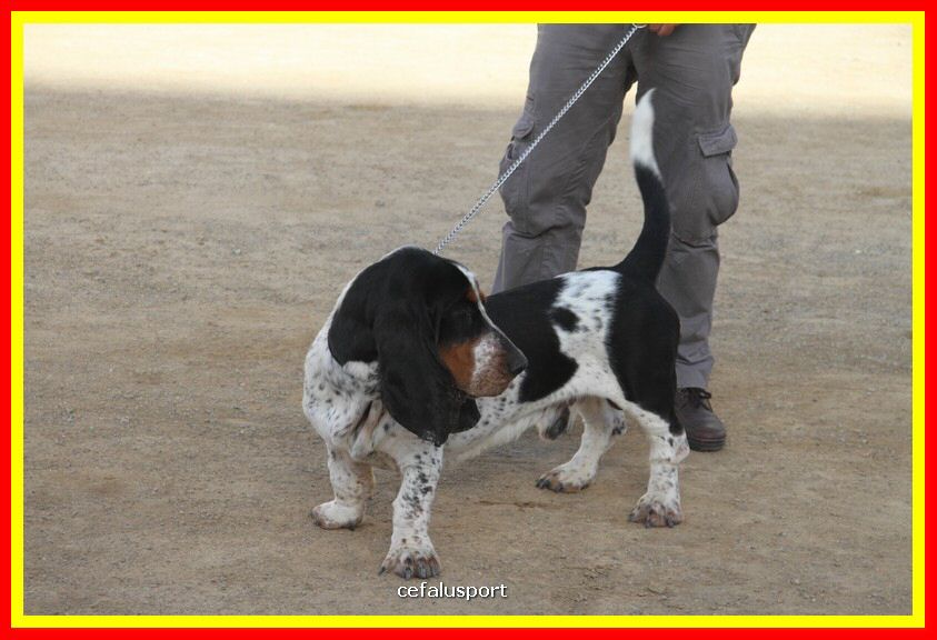 180311 mostra_canina 135.jpg